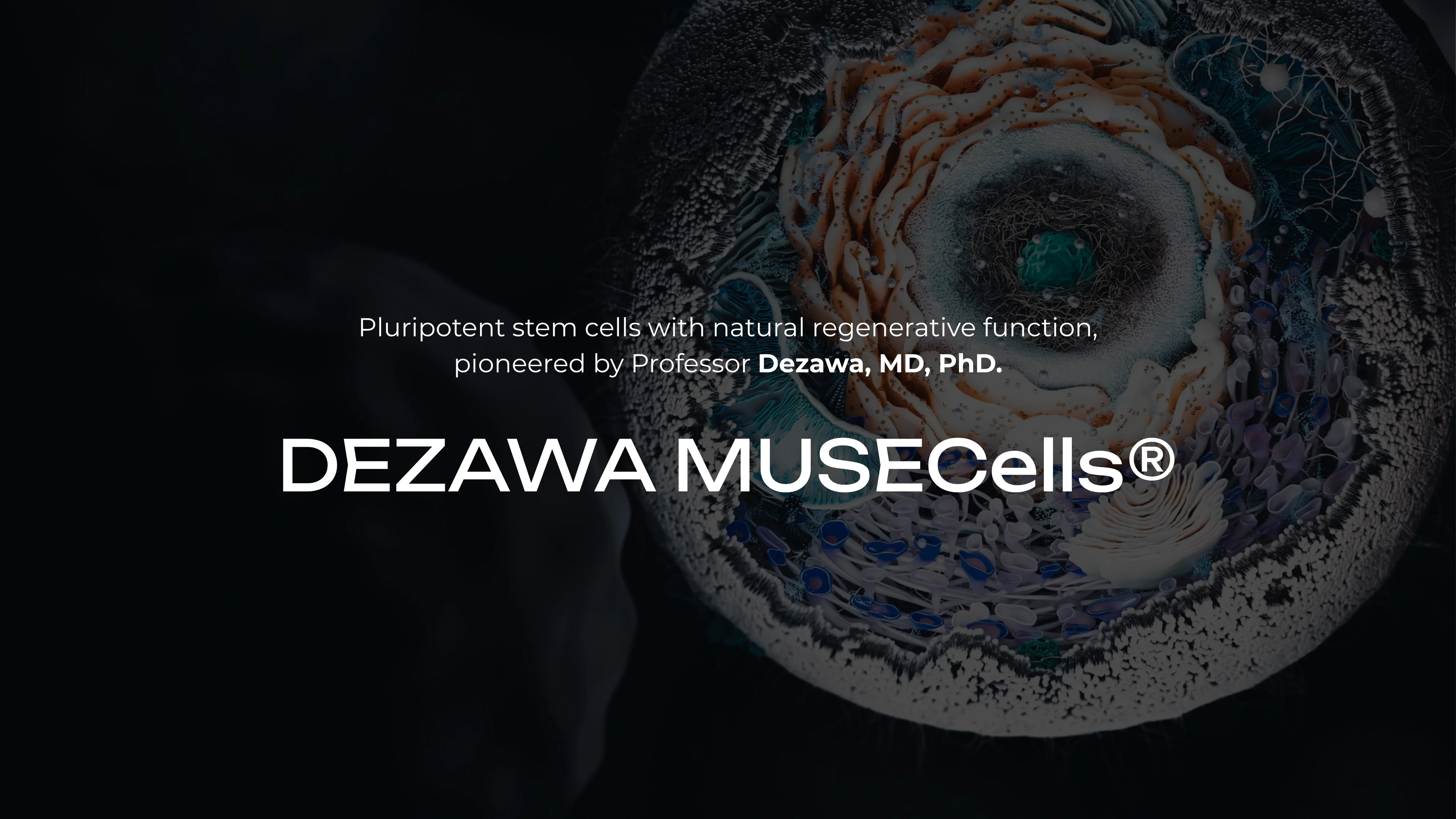 Dezawa MUSECells — Pluripotent stem cells with natural regenerative function, pioneered by Professor Dezawa, MD, PhD.